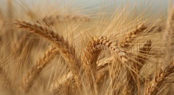 С 1 декабря РФ введет запрет на экспорт твердой пшеницы