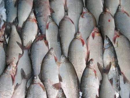 В Хакасии рыба без даты и места рождения не доехала до желудков потребителей