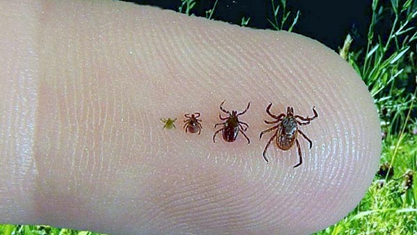 В Хакасии сохраняется опасность укусов клещей