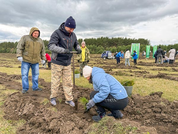 Очурский бор стал гуще на 10 000 сосен