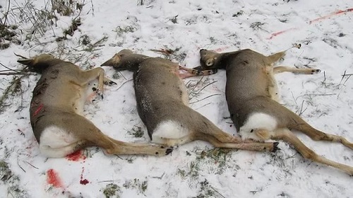 Хакасия продолжает ожесточенно сопротивляться браконьерам