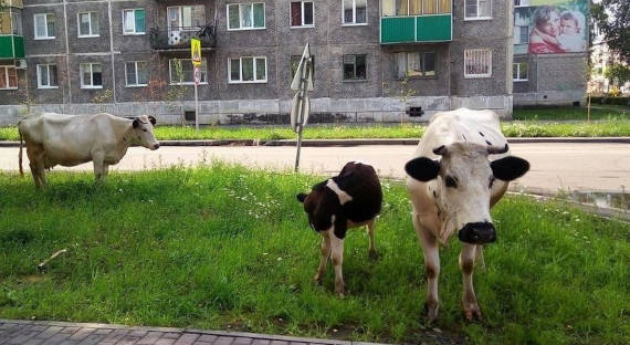 В Кузбассе три коровы напали на людей