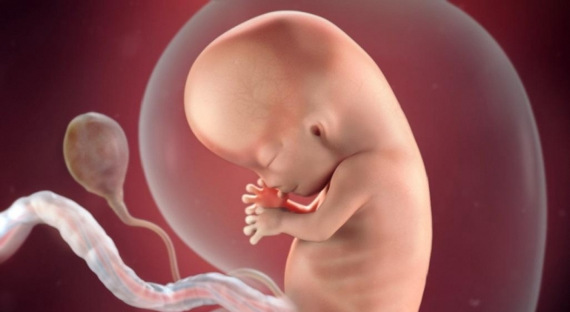 Эксперимент по заморозке человеческого эмбриона завершился успехом