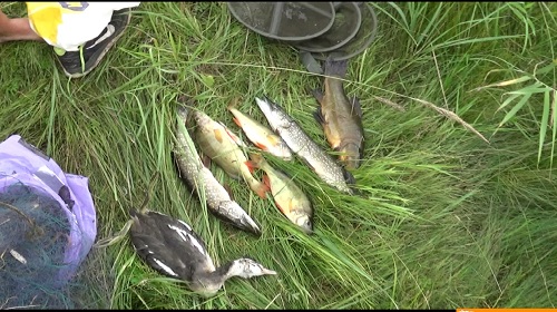 В Хакасии на озере Иткуль задержали "начинающих" браконьеров