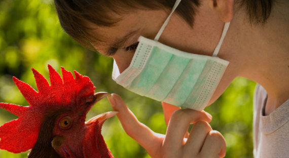 В Китае отмечен первый случай заражения человека вирусом H7N4