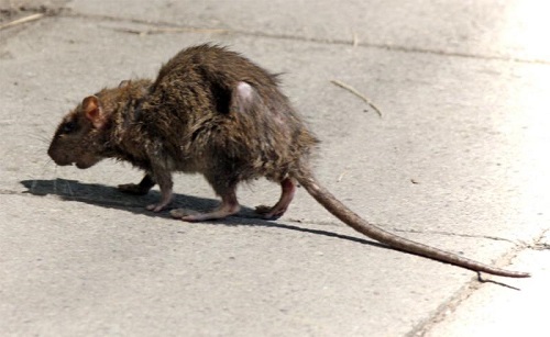 В Черногорске грязнулю, которая "разводила" в квартире крыс, выселили в общагу