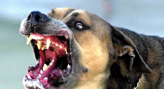 В Красноярском крае собаки покусали более трех тысяч человек