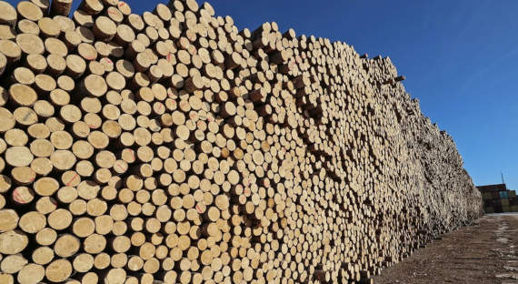 Две компании из Хабаровска вывезли леса на 3 млрд рублей