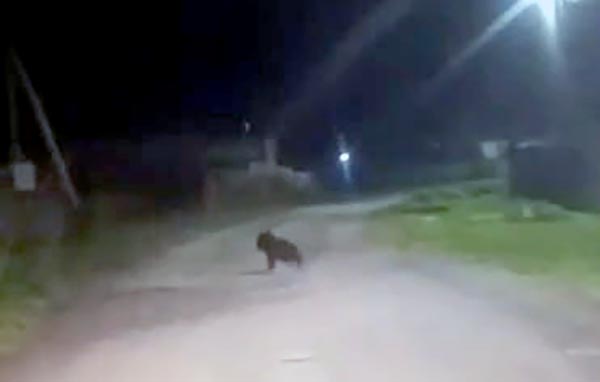 В Абазе объявлен режим повышенной готовности из-за нашествия медведей