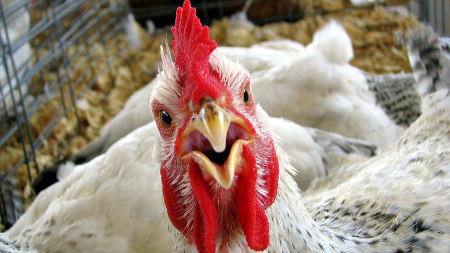 KFC докажет, что не разводит восьминогих кур