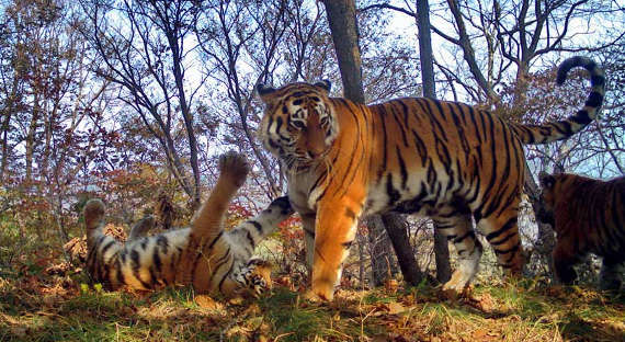 Тигриное семейство устроило фотосессию в "Земле леопарда"