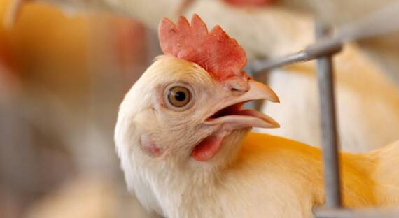 Россельхоз предупреждает о возможности заноса птичьего гриппа в Хакасию