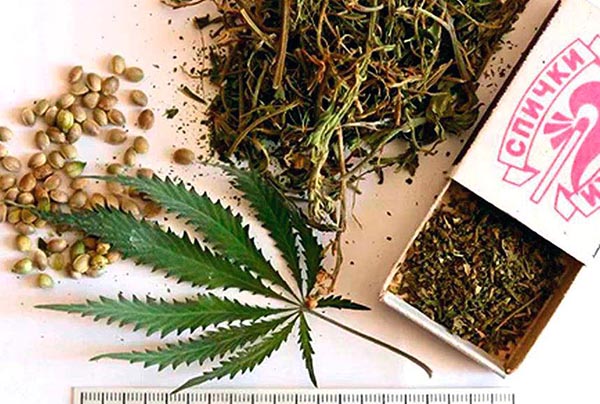 Житель Черногорска "накосил" марихуаны рядом со своим домом