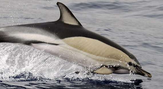 В Приморском океанариуме неожиданно погибли два дельфина
