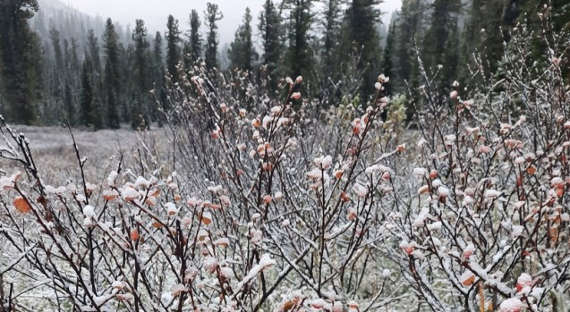 На юге Красноярского края выпал первый снег
