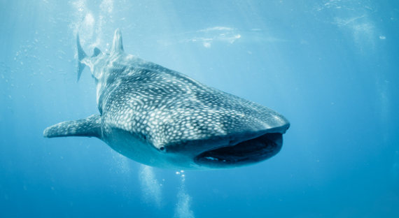 Дайвер на Филиппинах едва не погиб в пасти китовой акулы (ВИДЕО)