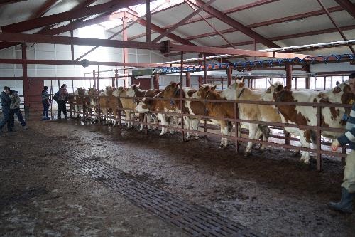 Фермеры Хакасии готовят скот для перевода в поля