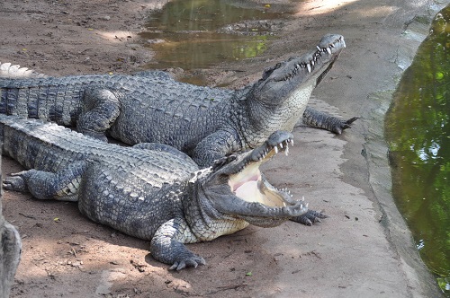 В Китае с фермы сбежали 78 молодых сиамских крокодилов