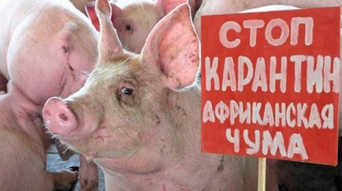 В Хакасии решено усилить меры безопасности из-за вспышки свиной чумы