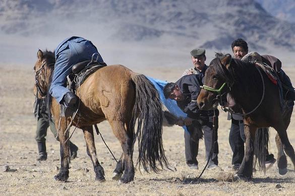 В Туве скотокрады, угнавшие лошадей из Монголии, получили колонию