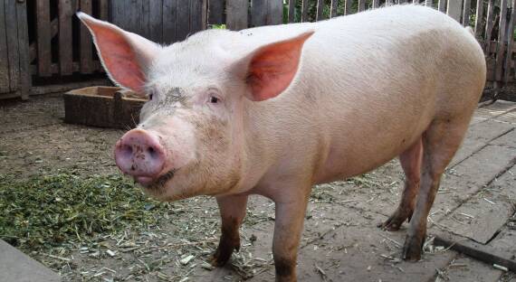 Свинья вышла победительницей из схватки с гонконгским мясником