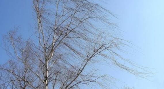 Погода в Хакасии 13 марта: Ветер продолжается