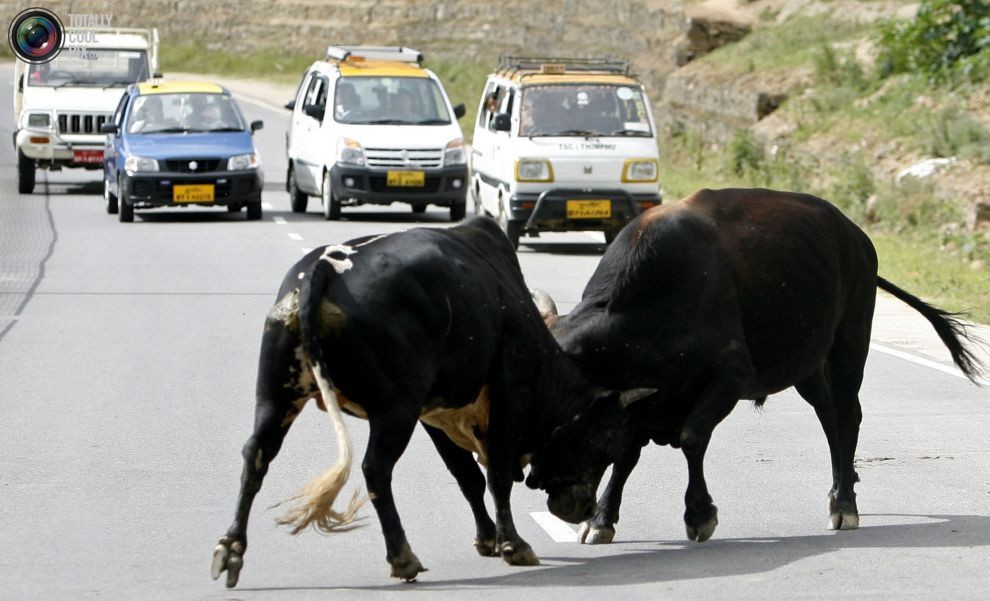 В Хакасии коров-беспризорниц крадут и сбивают