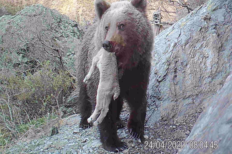 На юге Сибири медведь устроил охоту на малышей-козерогов