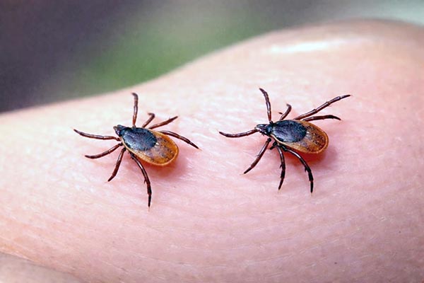 В Хакасии растёт число пострадавших от укусов клещей