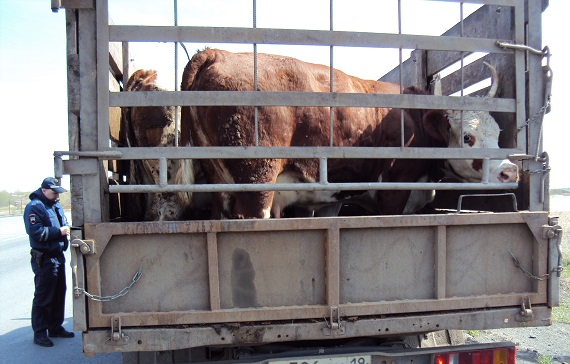 В Хакасии перевозчик с прицепом подозрительной говядины пытался удрать от надзорников