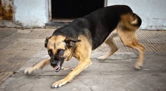 В Бейском районе собака напала на пенсионерку