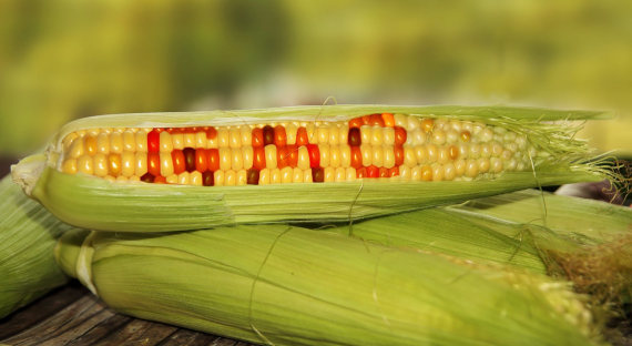 Минсельхоз поддержал ввоз в Россию ГМО-кормов для животных