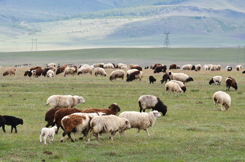 Племенные овцы из Хакасии завоевали награды на Межрегиональной выставке