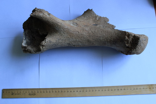 На территории Хакасии обнаружены останки древнего носорога