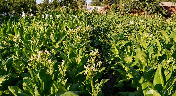 В России вырос спрос на семена табака