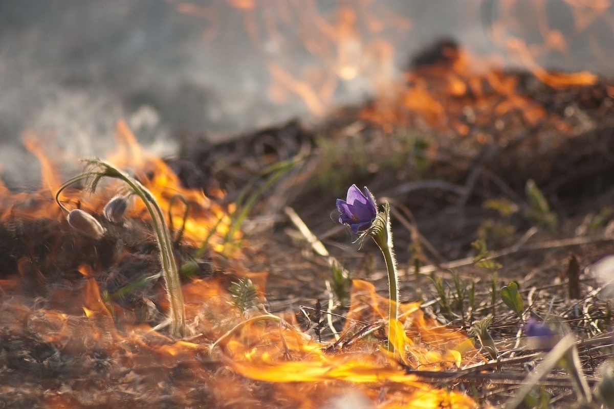 Хакасия продолжает гореть: 30 пожаров за сутки