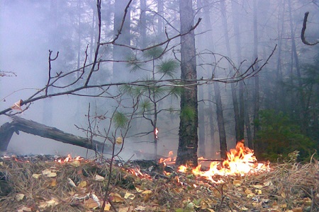 В Ширинском районе горит лес