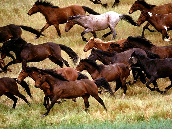 В Хакасии деревенский следователь отреагировал на кражу 40 лошадей... никак