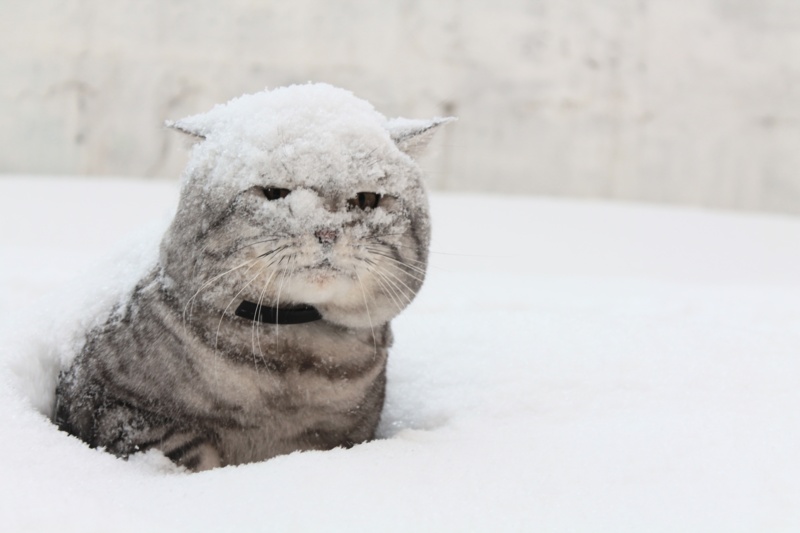 Погода в Хакасии 16 января: снежок на голову - бух!..