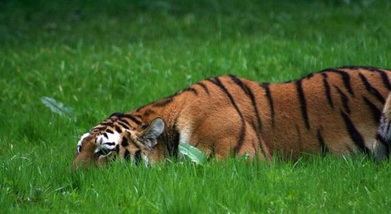 Тигры осадили поселок в Хабаровском крае