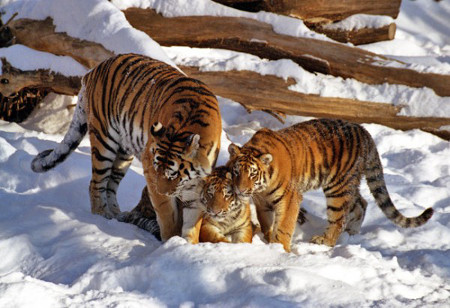Президентские тигры уже год на воле