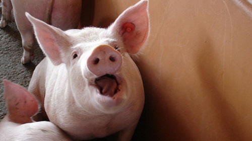 В Англии свиновод требует запретить оскорблять хрюшек в печати