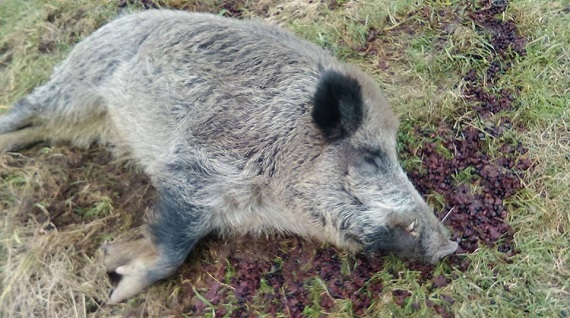 В Польше прирученный кабан сбежал из дома и вернулся свинья свиньей