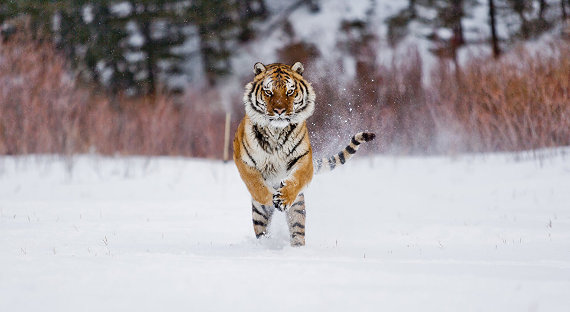 Охотники Хабаровского края поймали тигрицу Тихоню