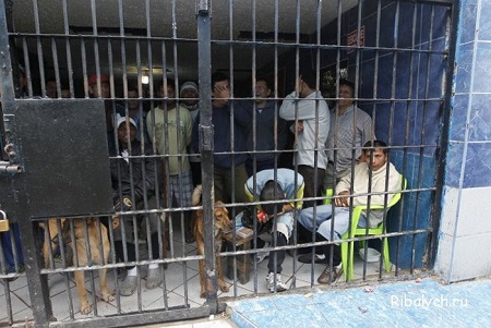 В Перу поймали подменившего себя в тюрьме братом-близнецом педофила