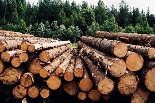 Полпред президента РФ в Сибири попенял ей за работу лесной отрасли
