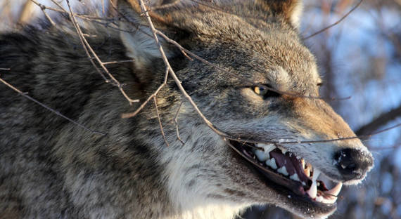 В Приамурье волк напал на жителей села