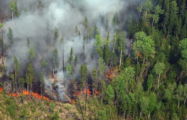 Пожары в Красноярском крае: огонь продолжает пожирать леса
