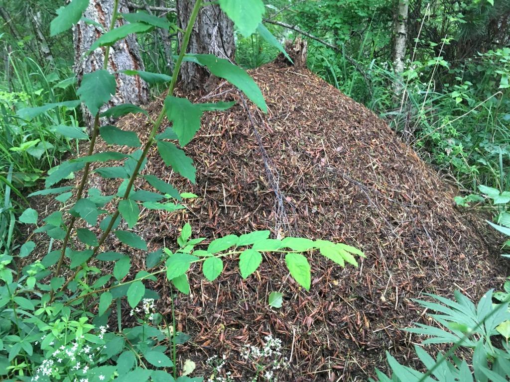 В Саяно-Шушенском заповеднике выросли муравьиные города