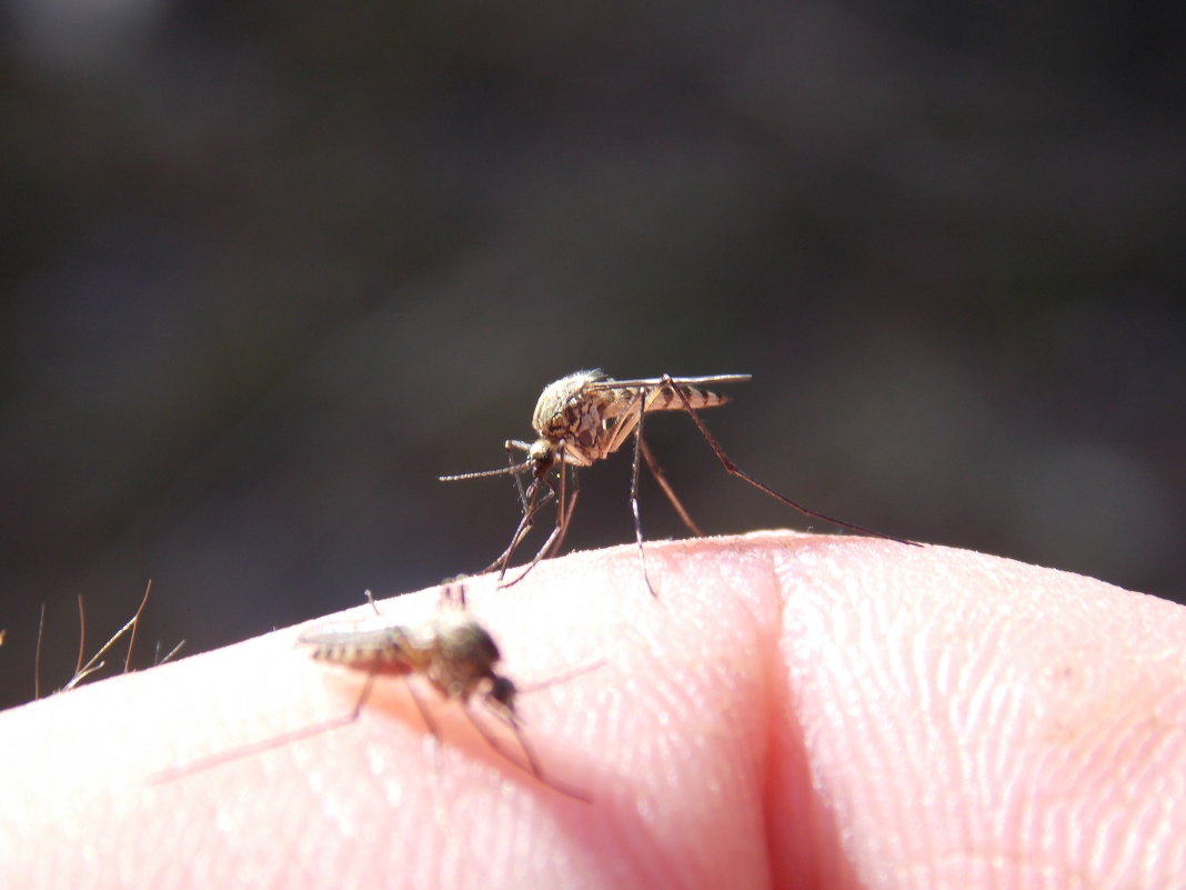 Жителям Хакасии рассказали об опасных комарах